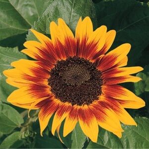 Judith Hart Velvet Blazer Petites Size 12P.  #44